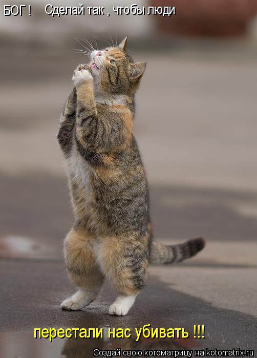 Котоматрица: БОГ !  Сделай так , чтобы люди перестали нас убивать !!!