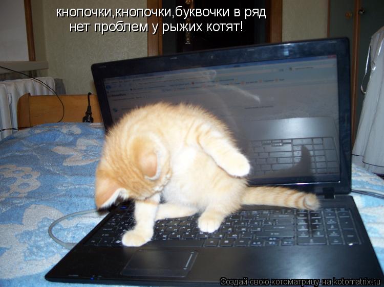 Котоматрица: кнопочки,кнопочки,буквочки в ряд нет проблем у рыжих котят!