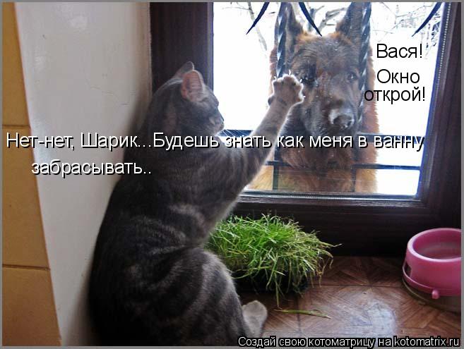 Котоматрица: Окно открой! Нет-нет, Шарик...Будешь знать как меня в ванну  Вася! забрасывать..