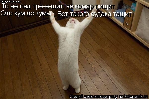 Котоматрица: То не лед тре-е-щит, не комар пищит. Это кум до кумы Вот такого судака тащит.