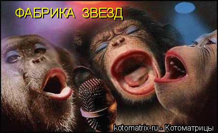 ФАБРИКА ЗВЕЗД... Котоматрица: ФАБРИКА ЗВЕЗД