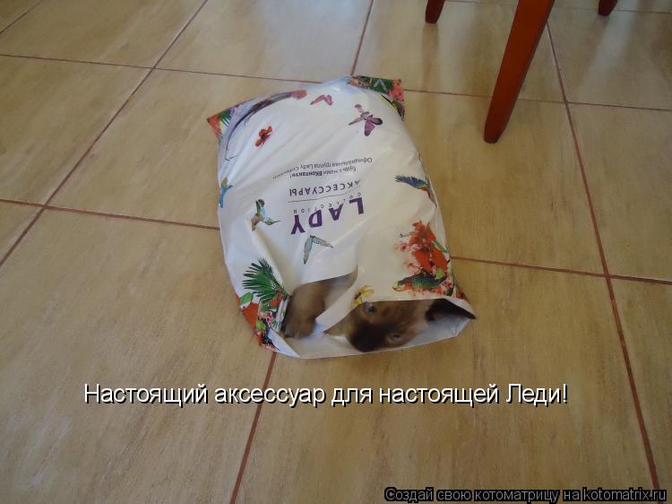Настоящий аксессуар для настоящей Леди!... Котоматрица: Настоящий аксессуар для настоящей Леди!