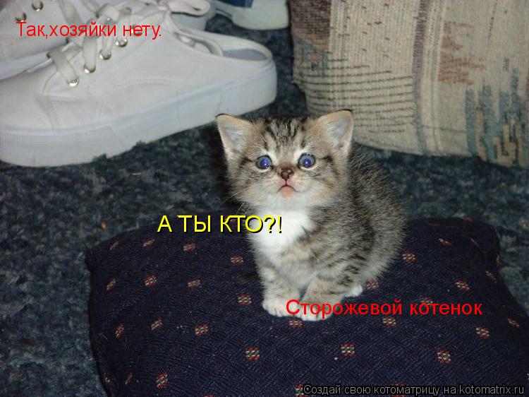 Так,хозяйки нету. А ТЫ КТО?! Сторожевой котенок... Котоматрица: Так,хозяйки нету. А ТЫ КТО?! Сторожевой котенок