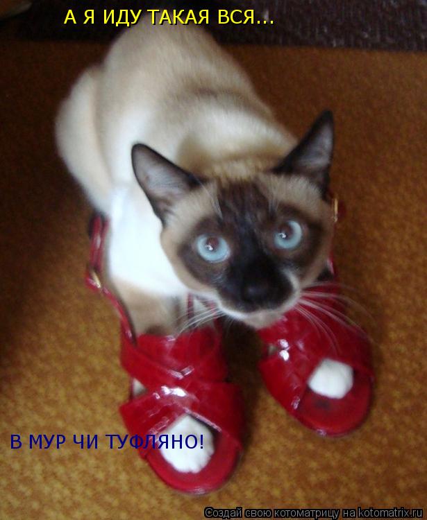 А Я ИДУ ТАКАЯ ВСЯ... В МУР ЧИ ТУФЛЯНО!... Котоматрица: А Я ИДУ ТАКАЯ ВСЯ... В МУР ЧИ ТУФЛЯНО!