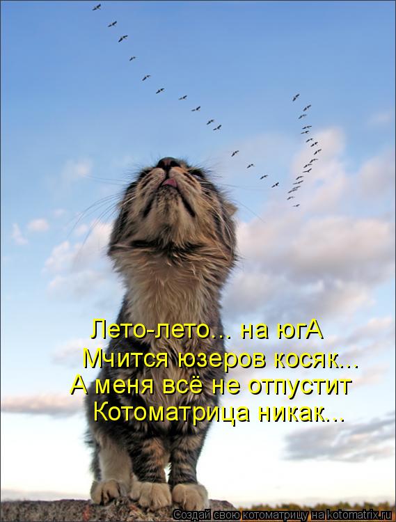 Лето-лето... на югА Мчится юзеров косяк... А меня всё не отпустит Котоматрица никак...... Котоматрица: Лето-лето... на югА Мчится юзеров косяк... А меня всё не отпустит Котоматрица никак...