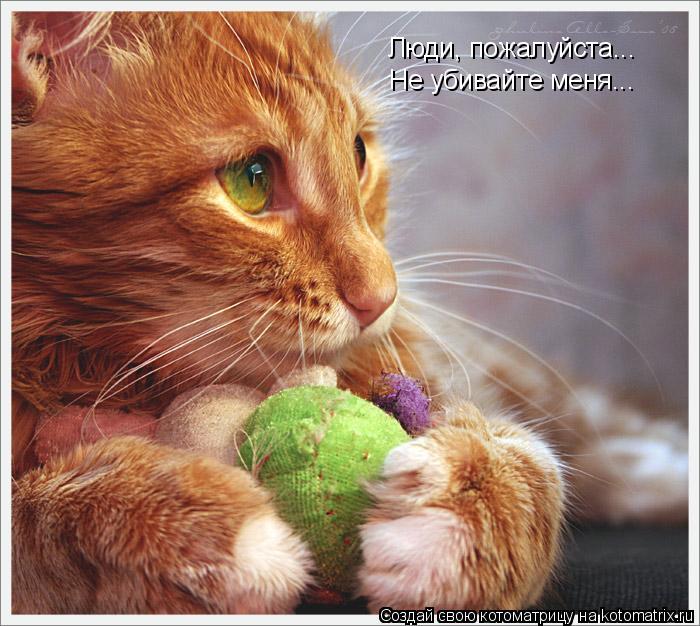 Люди, пожалуйста... Не убивайте меня...... Котоматрица: Люди, пожалуйста... Не убивайте меня...