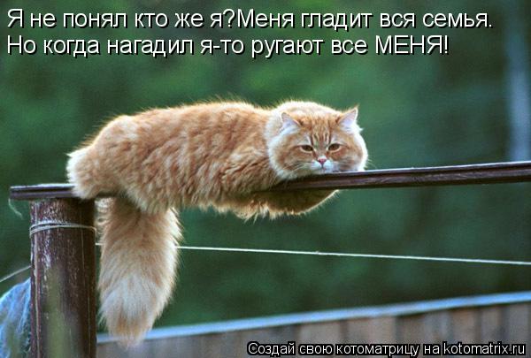 Котоматрица: Я не понял кто же я?Меня гладит вся семья. Но когда нагадил я-то ругают все МЕНЯ!