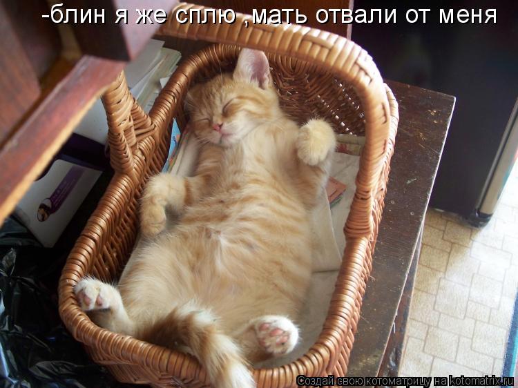 Котоматрица: -блин я же сплю  -блин я же сплю ,мать отвали от меня