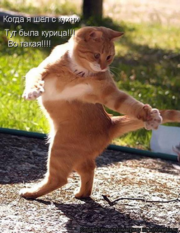 Когда я шёл с кухни Тут была курица!!! Во такая!!!!... Котоматрица: Когда я шёл с кухни Тут была курица!!! Во такая!!!!