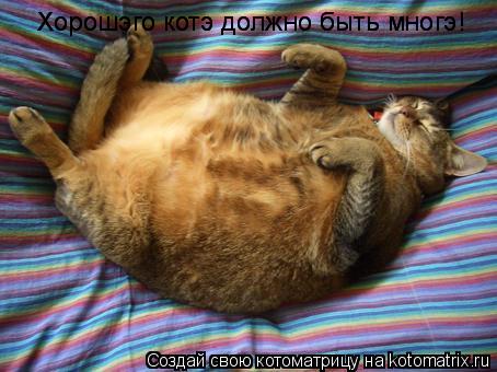 Котоматрица: Хорошэго котэ должно быть многэ! Хорошэго котэ должно быть многэ!