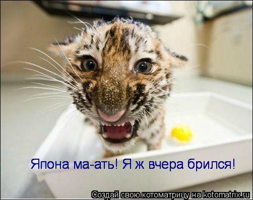 Котоматрица: Япона ма-ать! Я ж вчера брился! Япона ма-ать! Я ж вчера брился! Япона ма-ать! Я ж вчера брился!