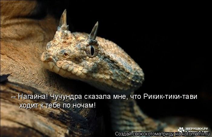 Котоматрица: -- Нагайна! Чучундра сказала мне, что Рикик-тики-тави ходит к тебе по ночам!