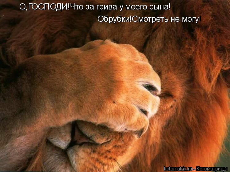 Котоматрица: О,ГОСПОДИ!Что за грива у моего сына! Обрубки!Смотреть не могу!