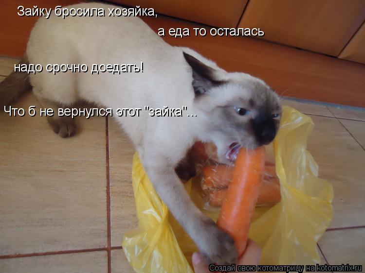 Котоматрица: Зайку бросила хозяйка,  а еда то осталась надо срочно доедать! Что б не вернулся этот "зайка"...