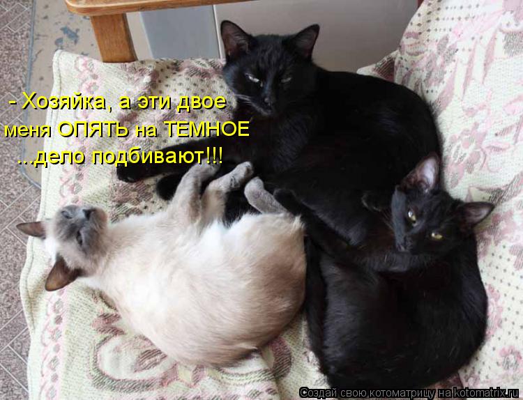 - Хозяйка, а эти двое меня ОПЯТЬ на ТЕМНОЕ ...дело подбивают!!!... Котоматрица: - Хозяйка, а эти двое меня ОПЯТЬ на ТЕМНОЕ ...дело подбивают!!!