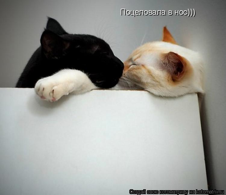 Котоматрица: Поцеловала в нос)))