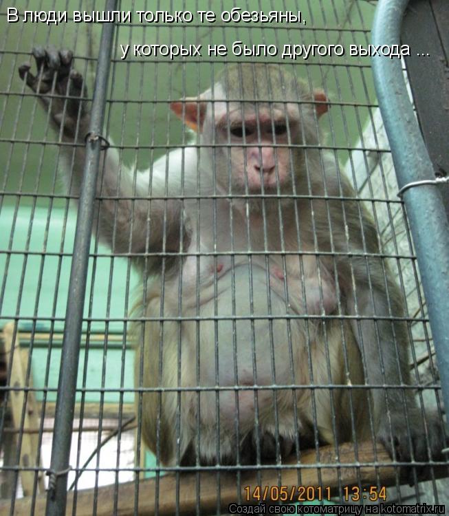 Котоматрица: В люди вышли только те обезьяны,  у которых не было другого выхода ...