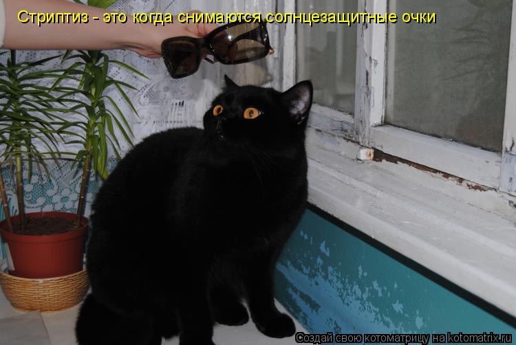 Котоматрица: Стриптиз - это когда снимаются солнцезащитные очки