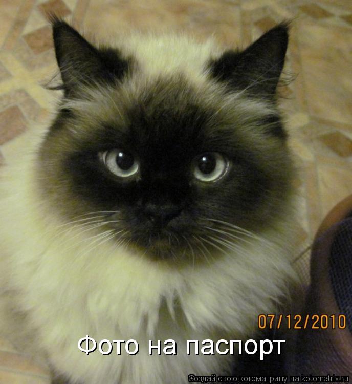 Котоматрица: Фото на паспорт