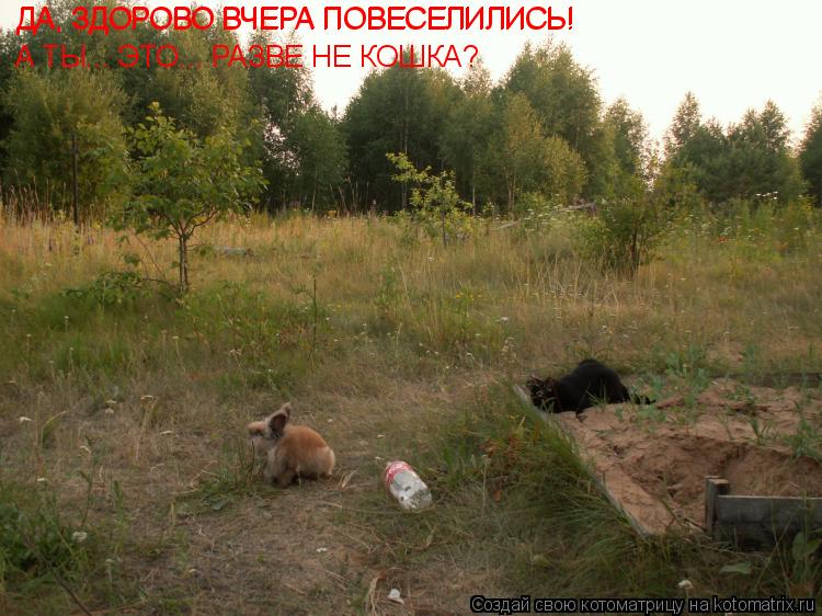 Котоматрица: ДА, ЗДОРОВО ВЧЕРА ПОВЕСЕЛИЛИСЬ! ДА, ЗДОРОВО ВЧЕРА ПОВЕСЕЛИЛИСЬ! А ТЫ... ЭТО... РАЗВЕ НЕ КОШКА?