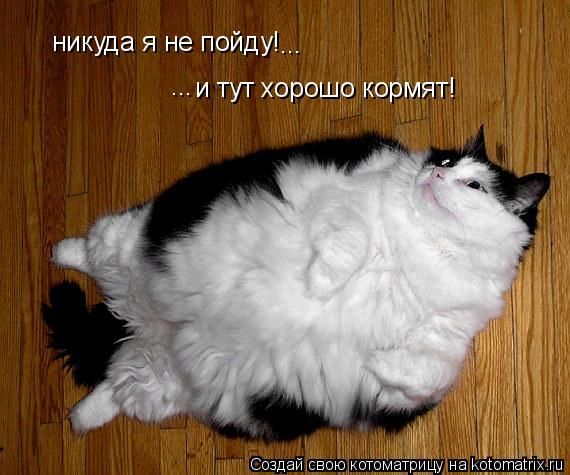 Котоматрица: никуда я не пойду! и тут хорошо кормят! ... ...
