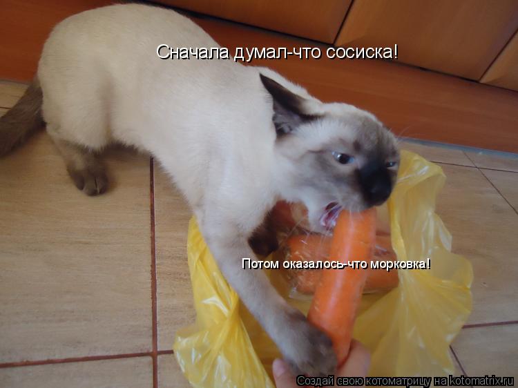 Котоматрица: Сначала думал-что сосиска! Потом оказалось-что морковка!