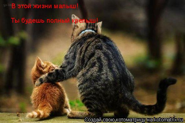 Котоматрица: В этой жизни малыш! Ты будешь полный крепыш!
