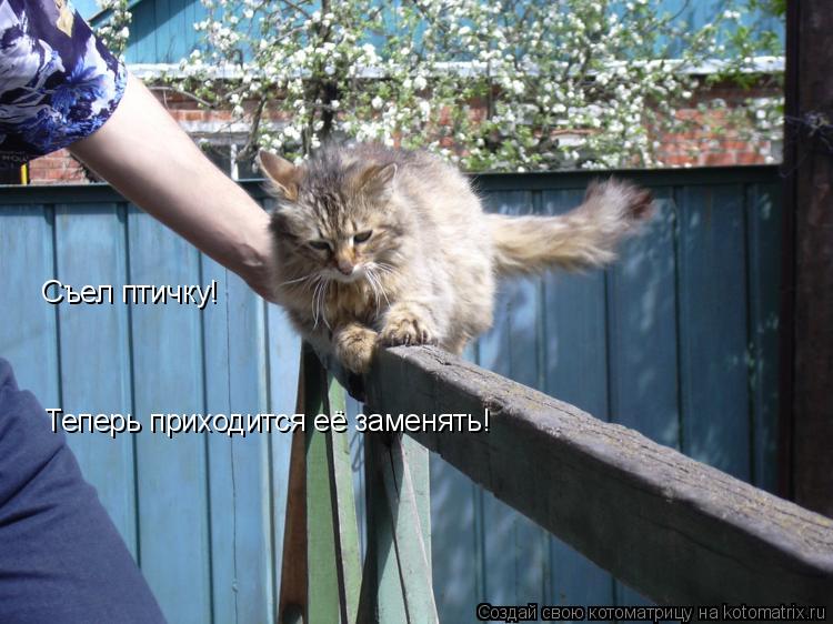 Котоматрица: Съел птичку! Теперь приходится её заменять!