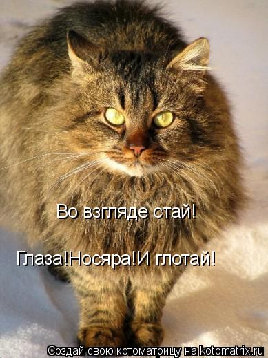 Котоматрица: Во взгляде стай! Глаза!Носяра!И глотай!