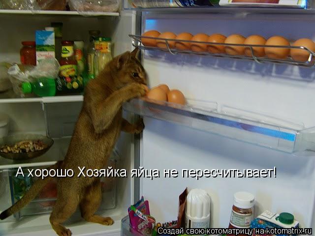 Котоматрица: А хорошо Хозяйка яйца не пересчитывает!