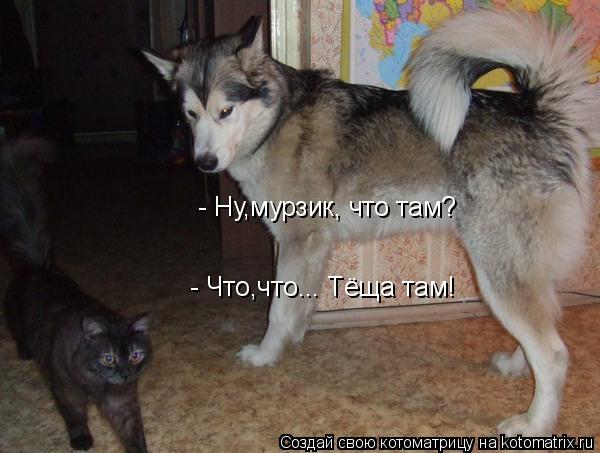 Котоматрица: - Ну,мурзик, что там? - Что,что... Тёща там!