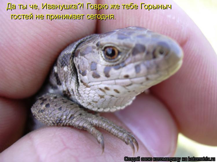 Да ты че, Иванушка?! Говрю же тебе Горыныч гостей не принимает сегодня.... Котоматрица: Да ты че, Иванушка?! Говрю же тебе Горыныч гостей не принимает сегодня.