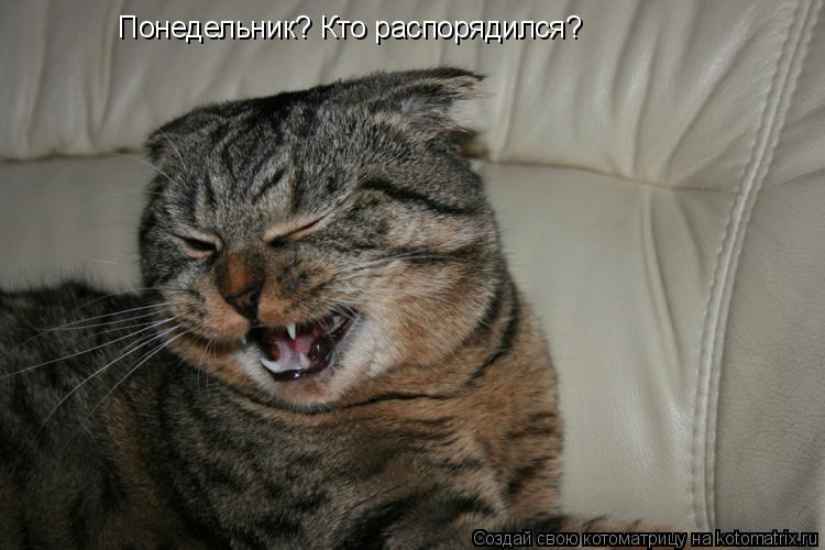 Котоматрица: Понедельник? Кто распорядился?