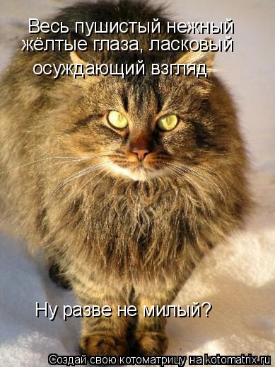 Котоматрица: Весь пушистый нежный осуждающий взгляд жёлтые глаза, ласковый Ну разве не милый?