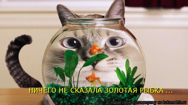 НИЧЕГО НЕ СКАЗАЛА ЗОЛОТАЯ РЫБКА ...... Котоматрица: НИЧЕГО НЕ СКАЗАЛА ЗОЛОТАЯ РЫБКА ...
