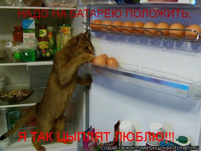Я ТАК ЦЫПЛЯТ ЛЮБЛЮ!!! НАДО НА БАТАРЕЮ ПОЛОЖИТЬ,... Котоматрица: Я ТАК ЦЫПЛЯТ ЛЮБЛЮ!!! НАДО НА БАТАРЕЮ ПОЛОЖИТЬ,