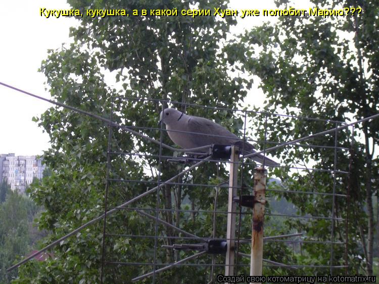 Кукушка, кукушка, а в какой серии Хуан уже полюбит Марию???... Котоматрица: Кукушка, кукушка, а в какой серии Хуан уже полюбит Марию???