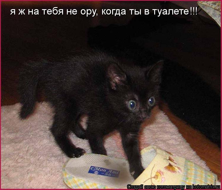 я ж на тебя не ору, когда ты в туалете!!!... Котоматрица: я ж на тебя не ору, когда ты в туалете!!!