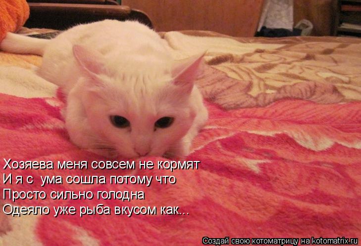 Хозяева меня совсем не кормят И я с ума сошла потому что Просто сильно голодна Одеяло уже рыба вкусо... Котоматрица: Хозяева меня совсем не кормят И я с ума сошла потому что Просто сильно голодна Одеяло уже рыба вкусом как...
