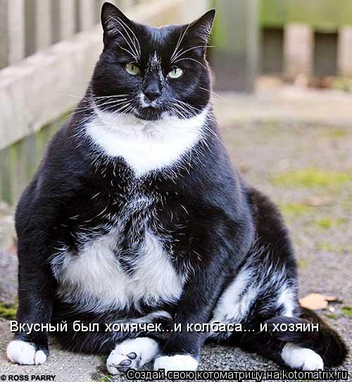 Вкусный был хомячек...и колбаса... и хозяин... Котоматрица: Вкусный был хомячек...и колбаса... и хозяин
