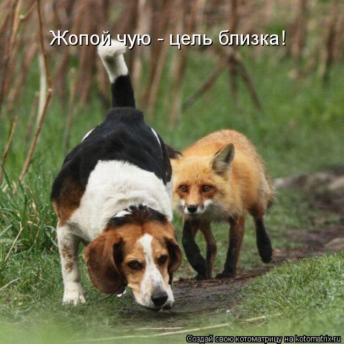 Жопой чую - цель близка!... Котоматрица: Жопой чую - цель близка!