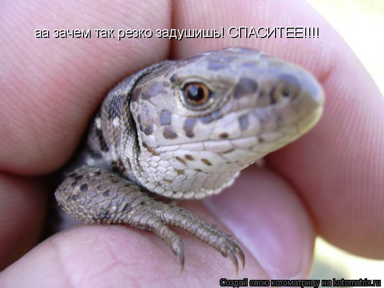 аа зачем так резко задушишь! СПАСИТЕЕ!!!!... Котоматрица: аа зачем так резко задушишь! СПАСИТЕЕ!!!!