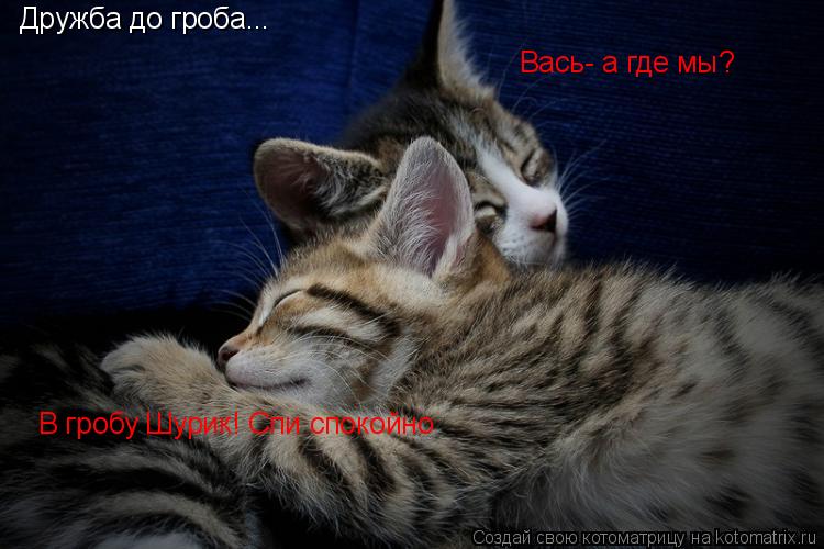 Дружба до гроба... Вась- а где мы? В гробу Шурик! Спи спокойно... Котоматрица: Дружба до гроба... Вась- а где мы? В гробу Шурик! Спи спокойно