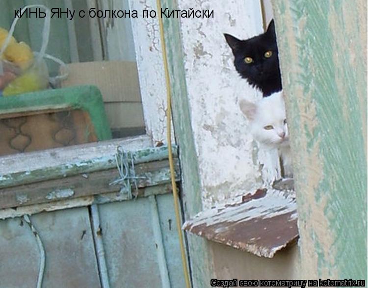 кИНЬ ЯНу с болкона по Китайски... Котоматрица: кИНЬ ЯНу с болкона по Китайски