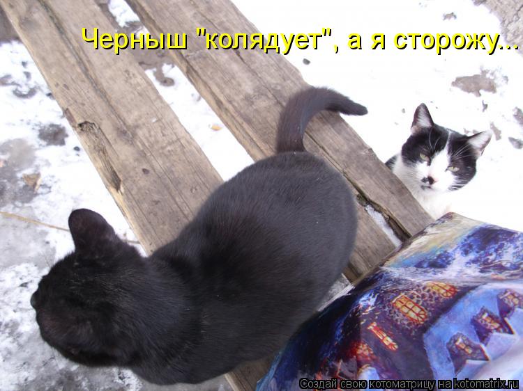 Черныш "колядует", а я сторожу...... Котоматрица: Черныш "колядует", а я сторожу...