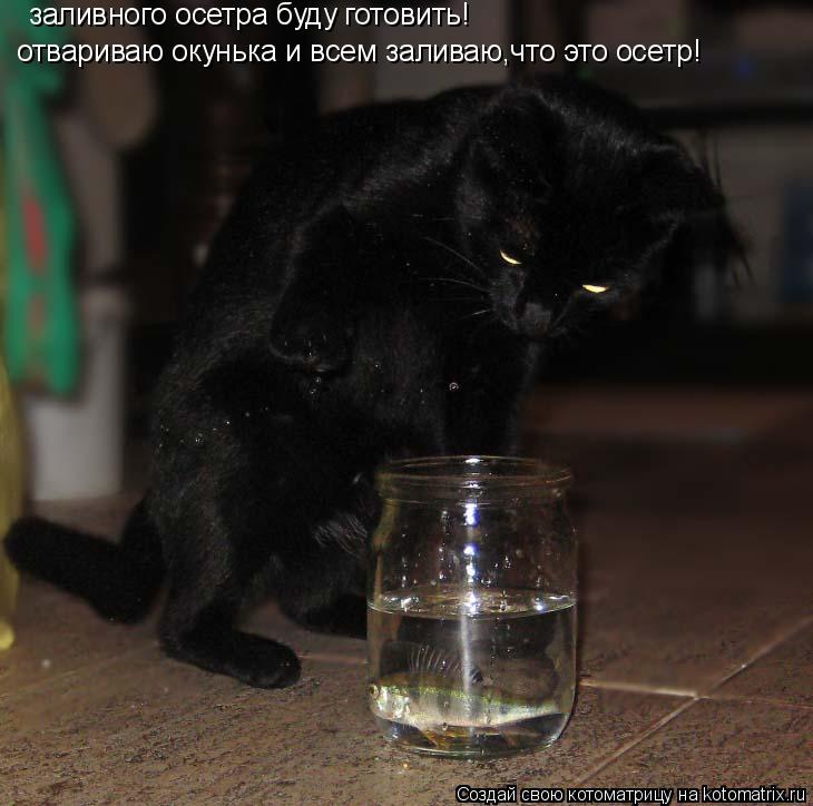 заливного осетра буду готовить! отвариваю окунька и всем заливаю,что это осетр!... Котоматрица: заливного осетра буду готовить! отвариваю окунька и всем заливаю,что это осетр!