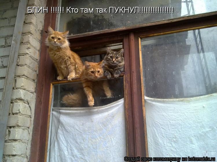 БЛИН !!!!!! Кто там так ПУКНУЛ!!!!!!!!!!!!!!!... Котоматрица: БЛИН !!!!!! Кто там так ПУКНУЛ!!!!!!!!!!!!!!!