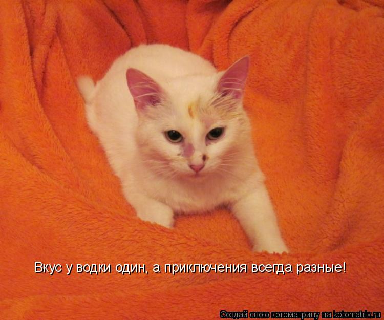 Вкус у водки один, а приключения всегда разные!... Котоматрица: Вкус у водки один, а приключения всегда разные!