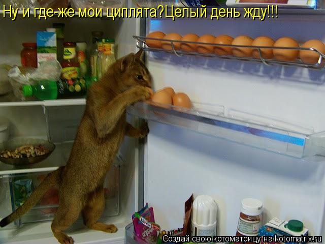 Ну и где-же мои циплята?Целый день жду!!! Ну и где-же мои циплята?Целый день жду!!!... Котоматрица: Ну и где-же мои циплята?Целый день жду!!! Ну и где-же мои циплята?Целый день жду!!!