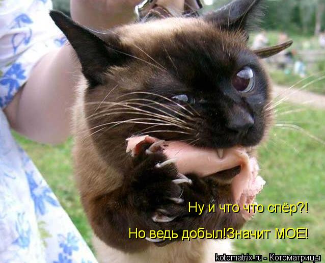 Котоматрица: Ну и что что спёр?! Но ведь добыл!Значит МОЕ! Но ведь добыл!Значит МОЕ!